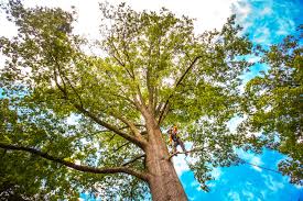 Best Tree Trimming and Pruning  in London, CA