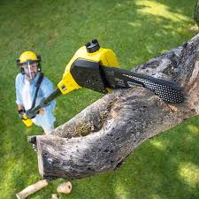 Best Fruit Tree Pruning  in London, CA