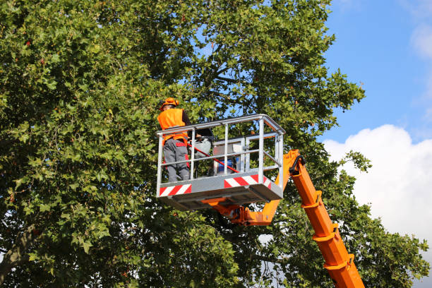 Best Tree Mulching  in London, CA